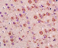 Anti-LLGL1 antibody used in IHC (Paraffin sections) (IHC-P). GTX16298