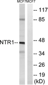 Anti-NTR1 antibody used in Western Blot (WB). GTX16313