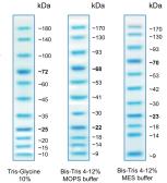 Trident Blue Prestained Protein Ladder. GTX16376