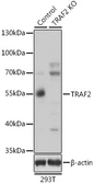 Anti-TRAF2 antibody used in Western Blot (WB). GTX16381