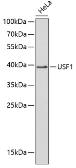 Anti-USF1 antibody used in Western Blot (WB). GTX16396