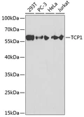 Anti-TCP1 alpha antibody used in Western Blot (WB). GTX16399