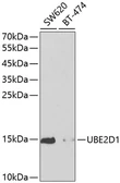 Anti-UBE2D1 antibody used in Western Blot (WB). GTX16400