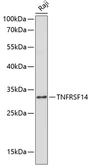Anti-TNFRSF14 antibody used in Western Blot (WB). GTX16402