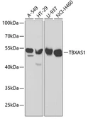 Anti-TXA synthase antibody used in Western Blot (WB). GTX16403