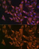 Anti-VEGFB antibody used in Immunocytochemistry/ Immunofluorescence (ICC/IF). GTX16404