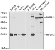 Anti-TWEAK antibody used in Western Blot (WB). GTX16436