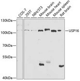 Anti-USP16 antibody used in Western Blot (WB). GTX16439