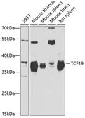 Anti-TCF19 antibody used in Western Blot (WB). GTX16440