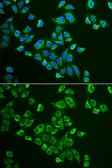 Anti-Neurokinin B antibody used in Immunocytochemistry/ Immunofluorescence (ICC/IF). GTX16441