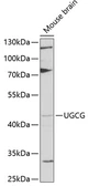Anti-UGCG antibody used in Western Blot (WB). GTX16446