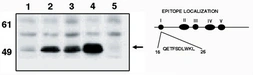 Anti-p53 antibody [X77] used in Western Blot (WB). GTX16465