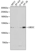Anti-UBE3C antibody used in Western Blot (WB). GTX16467