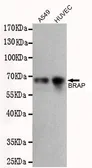 Anti-BRAP antibody [1E7-C9-D10-B10] used in Western Blot (WB). GTX16484