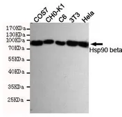 Anti-Hsp90 beta antibody [3B9-D4-G4] used in Western Blot (WB). GTX16486