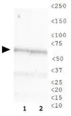 Anti-CHAF1B antibody [SS 24 1-68] used in Western Blot (WB). GTX16494
