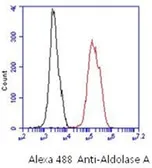 Anti-Aldolase A antibody [AT3F9] used in Flow cytometry (FACS). GTX16497