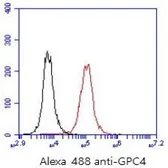 Anti-Glypican 4 antibody [AT51E3] used in Flow cytometry (FCM). GTX16498