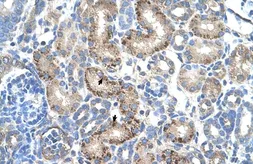 Anti-Aminoadipate aminotransferase antibody, N-term used in IHC (Paraffin sections) (IHC-P). GTX16585
