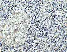 Anti-IL17 Receptor alpha antibody used in IHC (Paraffin sections) (IHC-P). GTX16598