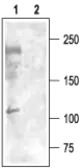Anti-Cav3.3 antibody used in Western Blot (WB). GTX16604