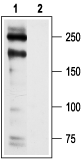 Anti-Cav1.2 antibody used in Western Blot (WB). GTX16608