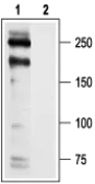 Anti-Cav1.2 antibody used in Western Blot (WB). GTX16608