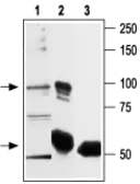 Anti-VRL1 antibody used in Immunoprecipitation (IP). GTX16610