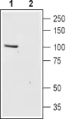 Anti-TRPC6 antibody used in Western Blot (WB). GTX16629