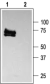 Anti-Kv1.3 antibody used in Western Blot (WB). GTX16637