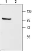 Anti-Kv3.1 antibody used in Western Blot (WB). GTX16641