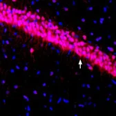 Anti-Kv4.3 antibody used in IHC (Frozen sections) (IHC-Fr). GTX16642