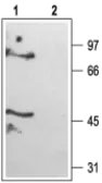 Anti-KCNK6 antibody used in Western Blot (WB). GTX16650