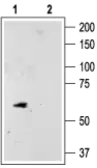 Anti-KCNK10 antibody used in Western Blot (WB). GTX16655