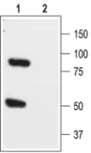 Anti-KCNK1 antibody used in Western Blot (WB). GTX16685