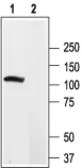 Anti-Kv2.2 antibody used in Western Blot (WB). GTX16692