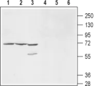 Anti-Kv9.1 antibody used in Western Blot (WB). GTX16708