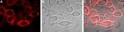 Anti-Kir4.1 antibody used in Live cell imaging (LCI). GTX16785