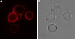 Anti-P2X7 antibody used in Live cell imaging (LCI). GTX16827