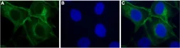 Anti-P2Y11 antibody used in Immunocytochemistry/ Immunofluorescence (ICC/IF). GTX16872