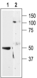 Anti-P2Y11 antibody used in Western Blot (WB). GTX16872