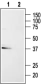 Anti-GPR86 antibody used in Western Blot (WB). GTX16882