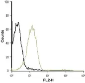 Anti-P2Y1 antibody used in Flow cytometry (FACS). GTX16924