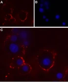 Anti-P2X4 antibody used in Live cell imaging (LCI). GTX16929