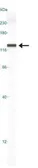 Anti-Nucleolin antibody used in Western Blot (WB). GTX16940