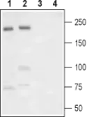 Anti-Nav1.7 antibody used in Western Blot (WB). GTX16971