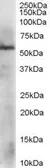 Anti-ERp57 antibody used in Western Blot (WB). GTX17012