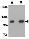 Anti-CDC27 antibody used in Western Blot (WB). GTX17058