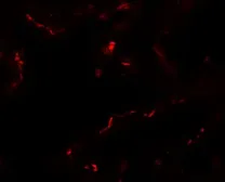 Anti-EMX2 antibody used in IHC (Paraffin sections) (IHC-P). GTX17164