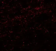 Anti-PHOX2A antibody used in IHC (Paraffin sections) (IHC-P). GTX17170